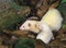 Ferret, mustela putorius furo, Mother with Young