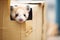 ferret peeking out of a cardboard box