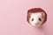 Ferret peeks in surprise through a hole in the paper on a pastel pink background, with copy space