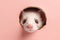 Ferret peeks in surprise through a hole in the paper on a pastel pink background, with copy space