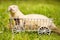 Ferret posing on ladder carriage on summer green grass meadow