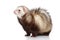 Ferret posing on a white background