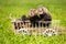 Ferret puppies posing on ladder carriage on summer green grass meadow