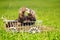 Ferret puppies posing on ladder carriage on summer green grass meadow