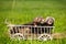 Ferret puppies posing on ladder carriage on summer green grass meadow