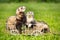 Ferret puppies posing on ladder carriage on summer green grass meadow