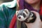 Ferret Puppy