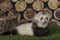 Ferret puppy playing outdoors on a summer day