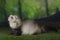 Ferret puppy playing outdoors on a summer day