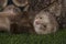 Ferret puppy playing outdoors on a summer day