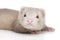 Ferret puppy on white background