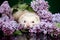 Ferret resting in the branches of lilac