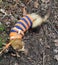 Ferret, Sable, male walking on his lead