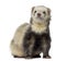 Ferret sitting, facing, isolated