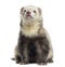 Ferret, sitting, isolated