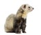 Ferret sitting, looking away, isolated
