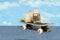 Ferret on a Skate Board