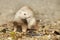 Ferret with small fish playing in summer day on water bank