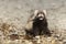 Ferret with small fish playing in summer day on water bank