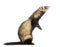 Ferret standing on hind legs and looking up