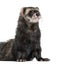 Ferret standing on his front paws, isolated