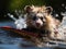 Ferret surfing on tiny board