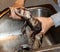 Ferret Taking a Bath