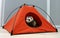 Ferret in a tent