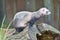 Ferret on tree stump