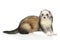 Ferret on a white background