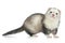 Ferret on a white background