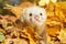 Ferret in yellow autumn leaves