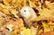 Ferret in yellow autumn leaves