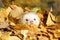 Ferret in yellow autumn leaves