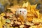 Ferret in yellow autumn leaves