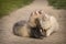 Ferrets enjoying summer day and posing on park footpath