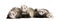 Ferrets in a row - Mustela putorius furo