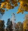 ferris wheel blue sky sunlight day autumn yellow leaves