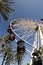 Ferris Wheel With Palm Trees