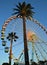 Ferris Wheel and palm trees at the winter market in Nice, France