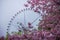 Ferris wheel with spring cherry bloom