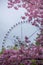 Ferris wheel with spring cherry bloom