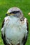 Ferruginous Buzzard