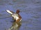 Ferruginous duck 2.