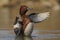 Ferruginous Duck , Aythya nyroca