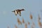 Ferruginous Duck (Aythya nyroca)