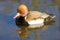 Ferruginous Duck, Aythya nyroca, male clothing in spring