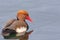 Ferruginous duck. Upper Zurich Lake, Switzerland