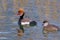 Ferruginous ducks. Upper Zurich Lake, Switzerland