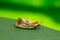 Ferruginous eulia moth, eulia ministrana on leaf